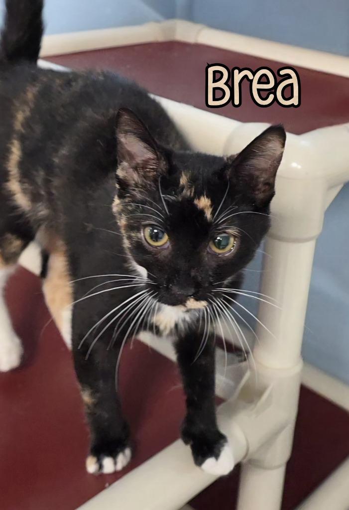 Brea, a Adoptable mixed breed in Port Clinton, OH image 2/6