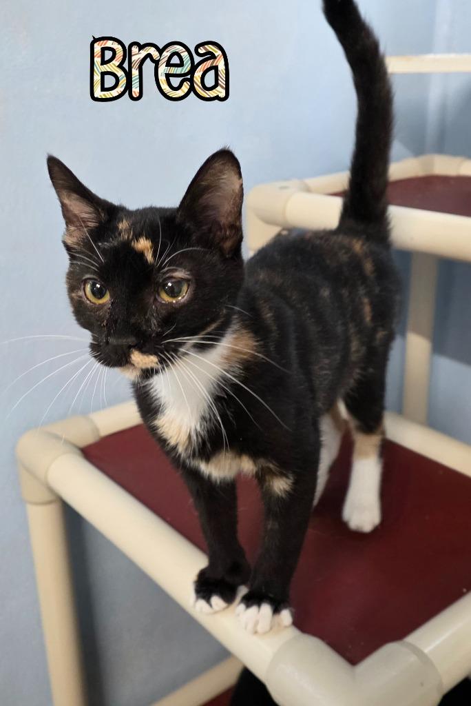 Brea, a Adoptable mixed breed in Port Clinton, OH image 3/6