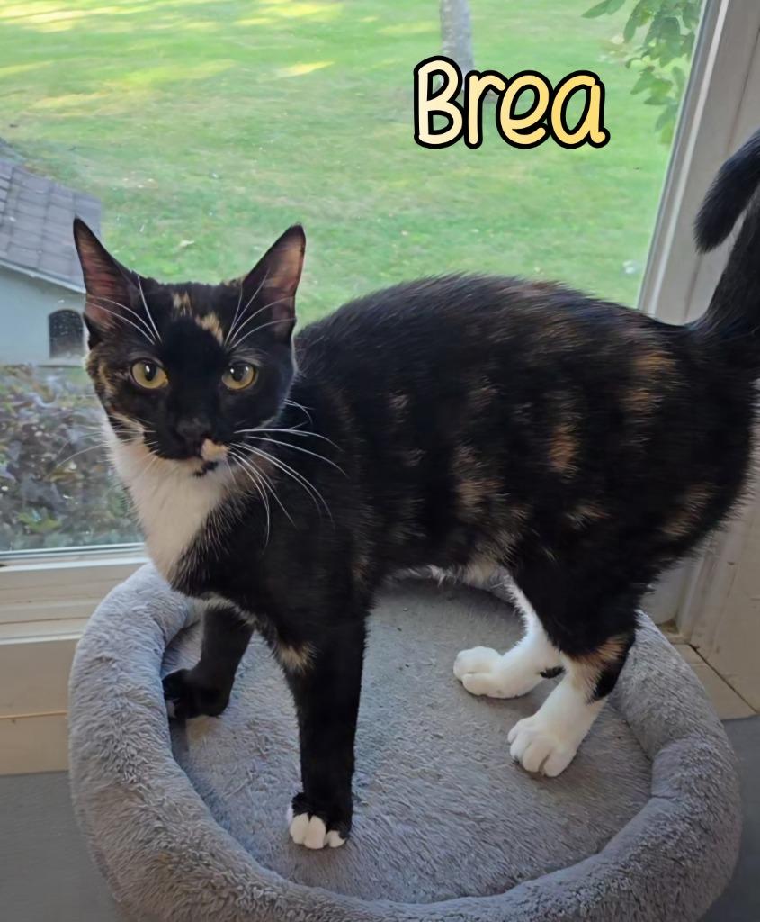 Brea, a Adoptable mixed breed in Port Clinton, OH image 4/6