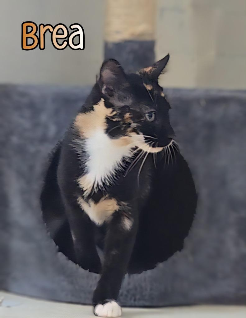 Brea, a Adoptable mixed breed in Port Clinton, OH image 5/6