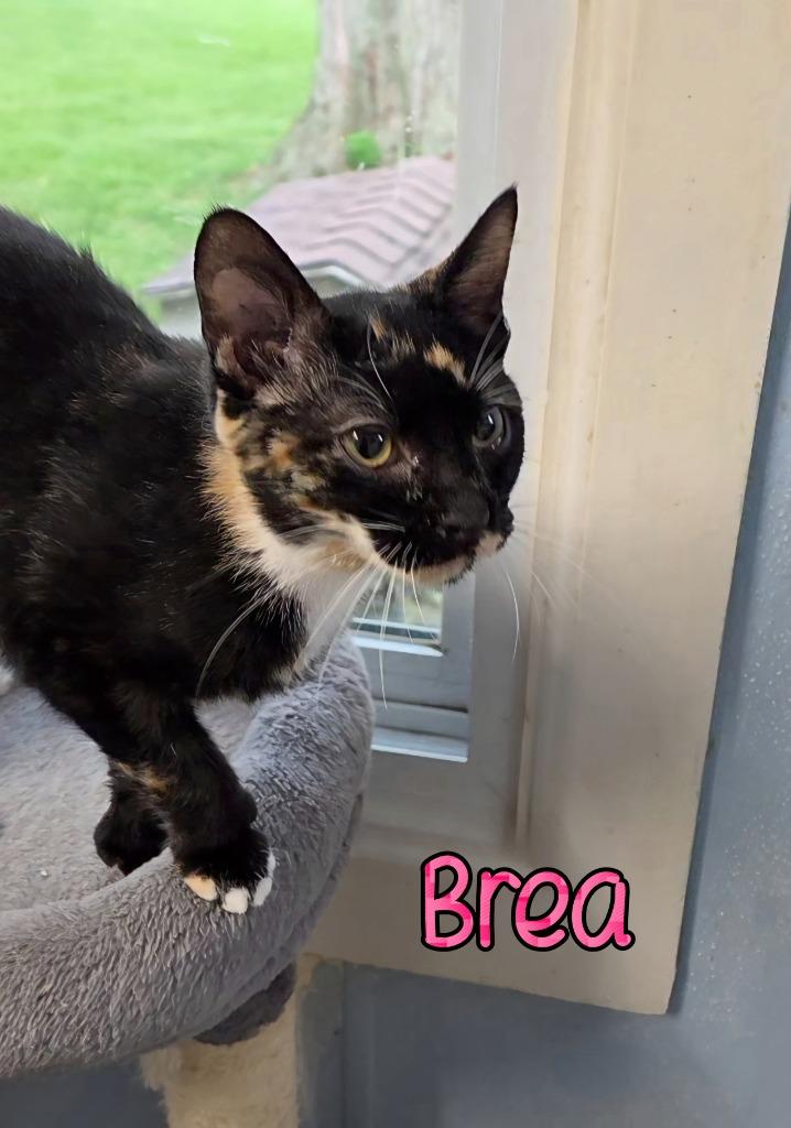 Brea, a Adoptable mixed breed in Port Clinton, OH image 6/6