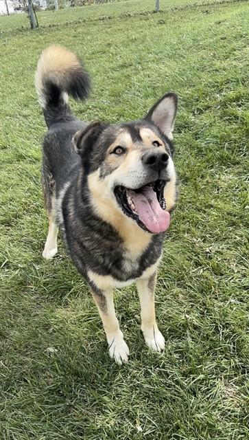 Enlarge MAX, a Adoptable mixed breed in Toronto, ON image 1/1