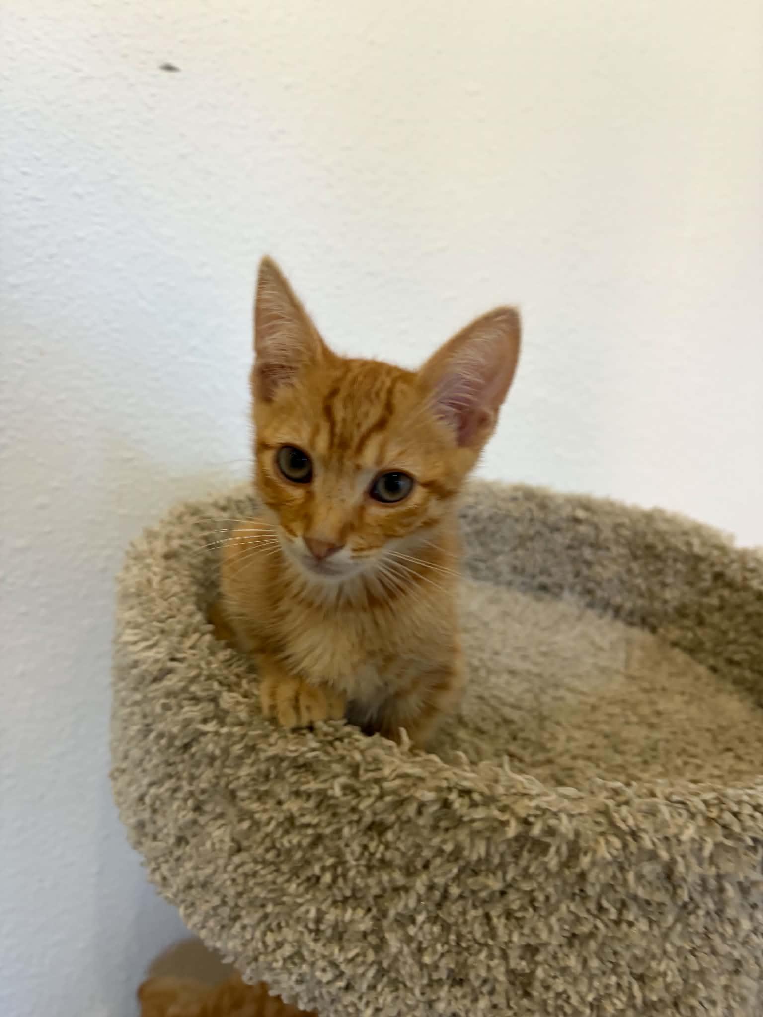 Beckham, adopted, Kitten Male American Shorthair.