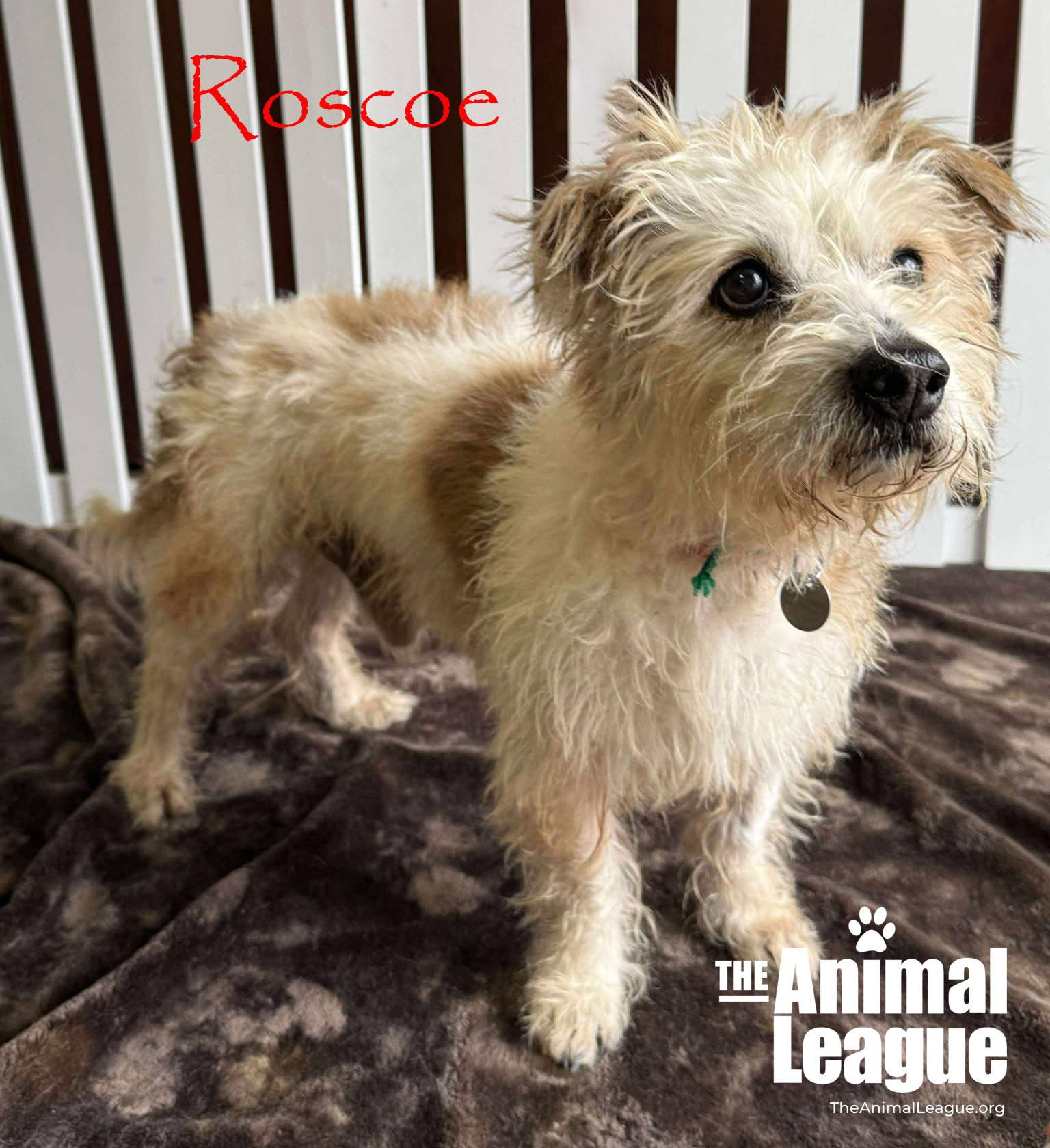 Enlarge Roscoe, a ADOPTABLE mixed breed in Groveland, FL image 2/5