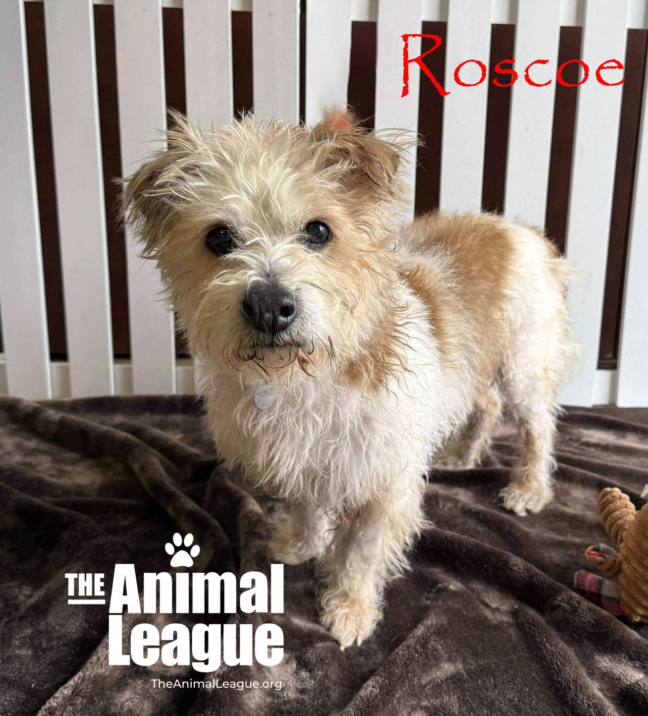 Enlarge Roscoe, a ADOPTABLE mixed breed in Groveland, FL image 1/5