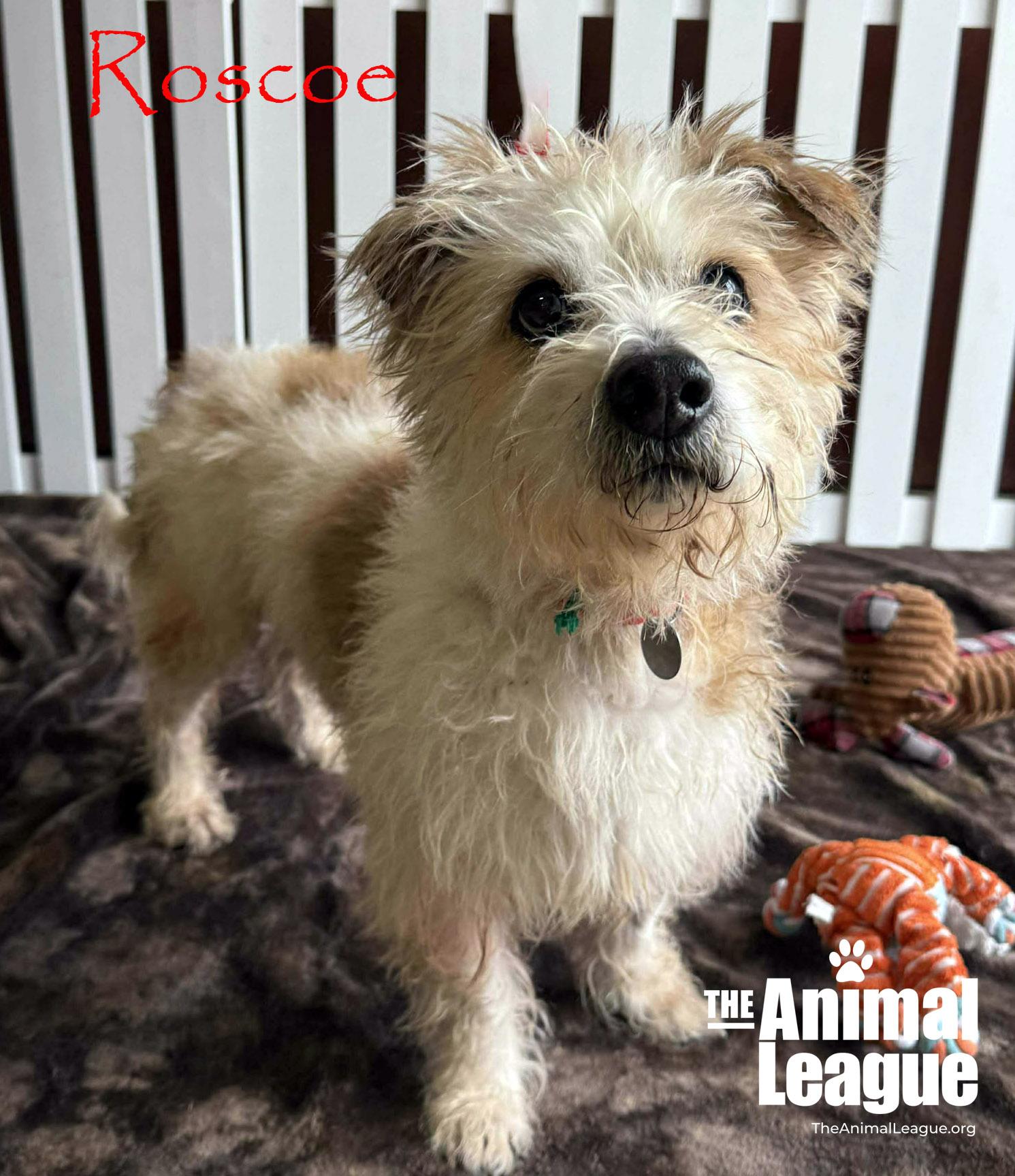 Enlarge Roscoe, a ADOPTABLE mixed breed in Groveland, FL image 3/5