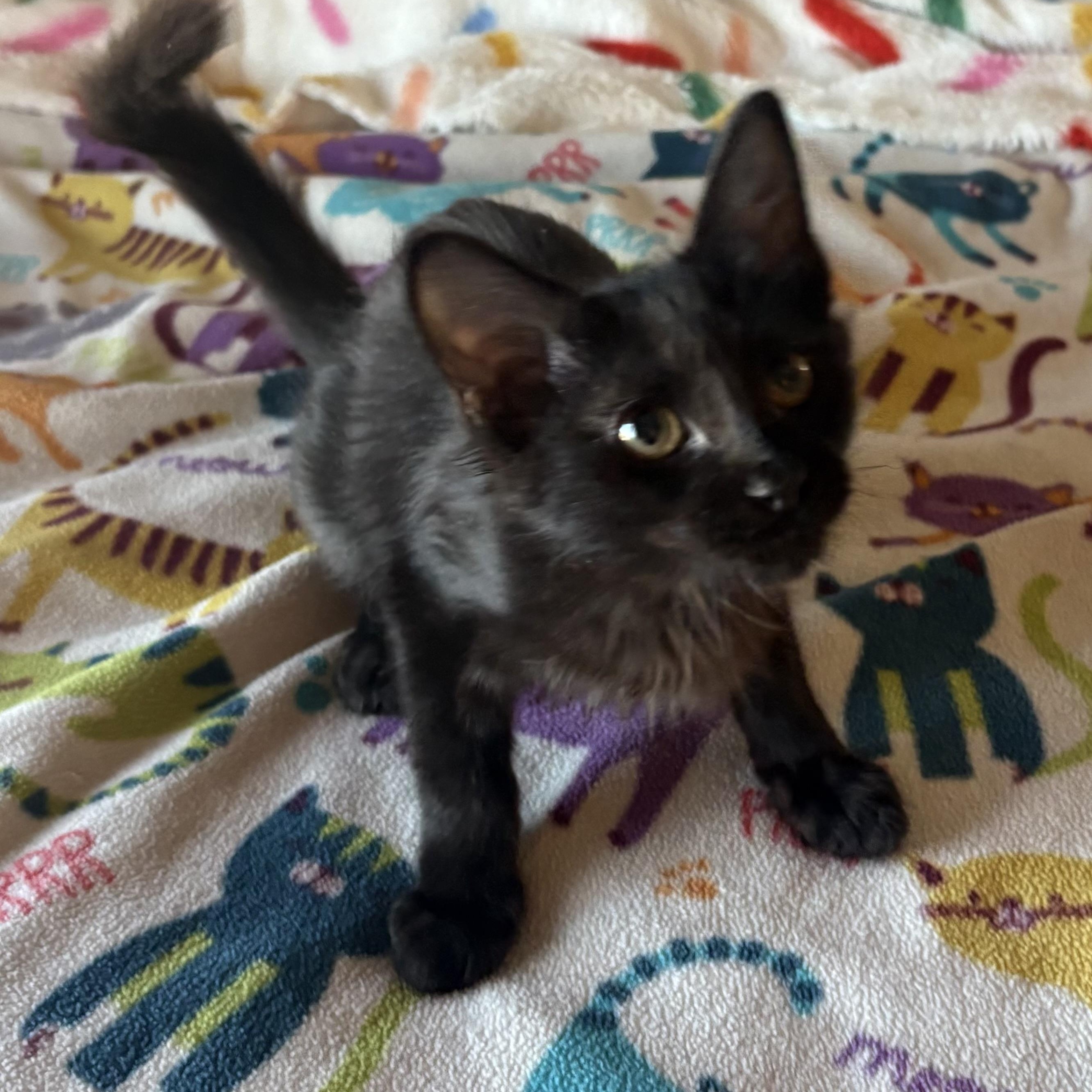 Toasty, adopted, Kitten Male Domestic Short Hair.