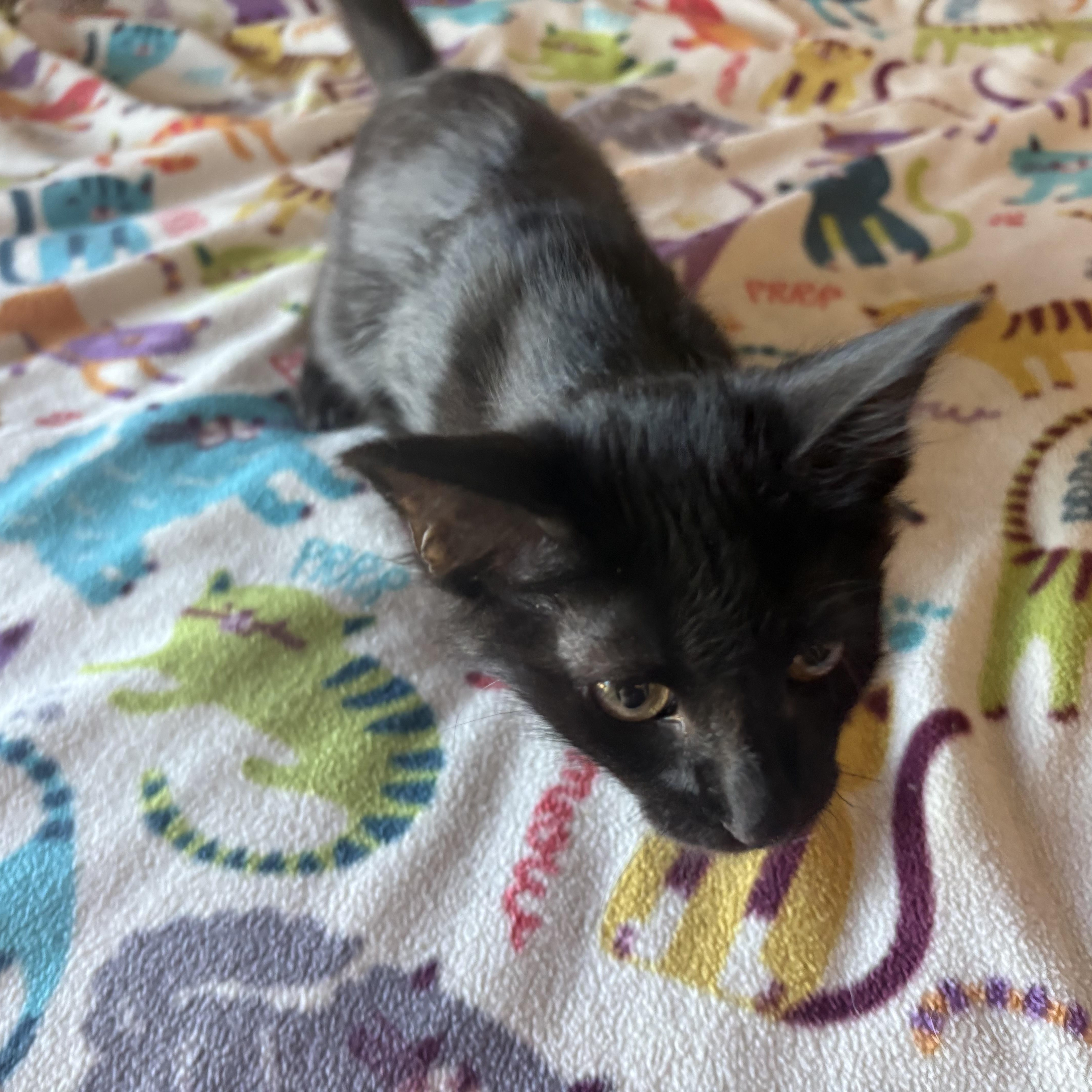Toasty, an adopted Domestic Short Hair in SCOTTSDALE, AZ image 2/3