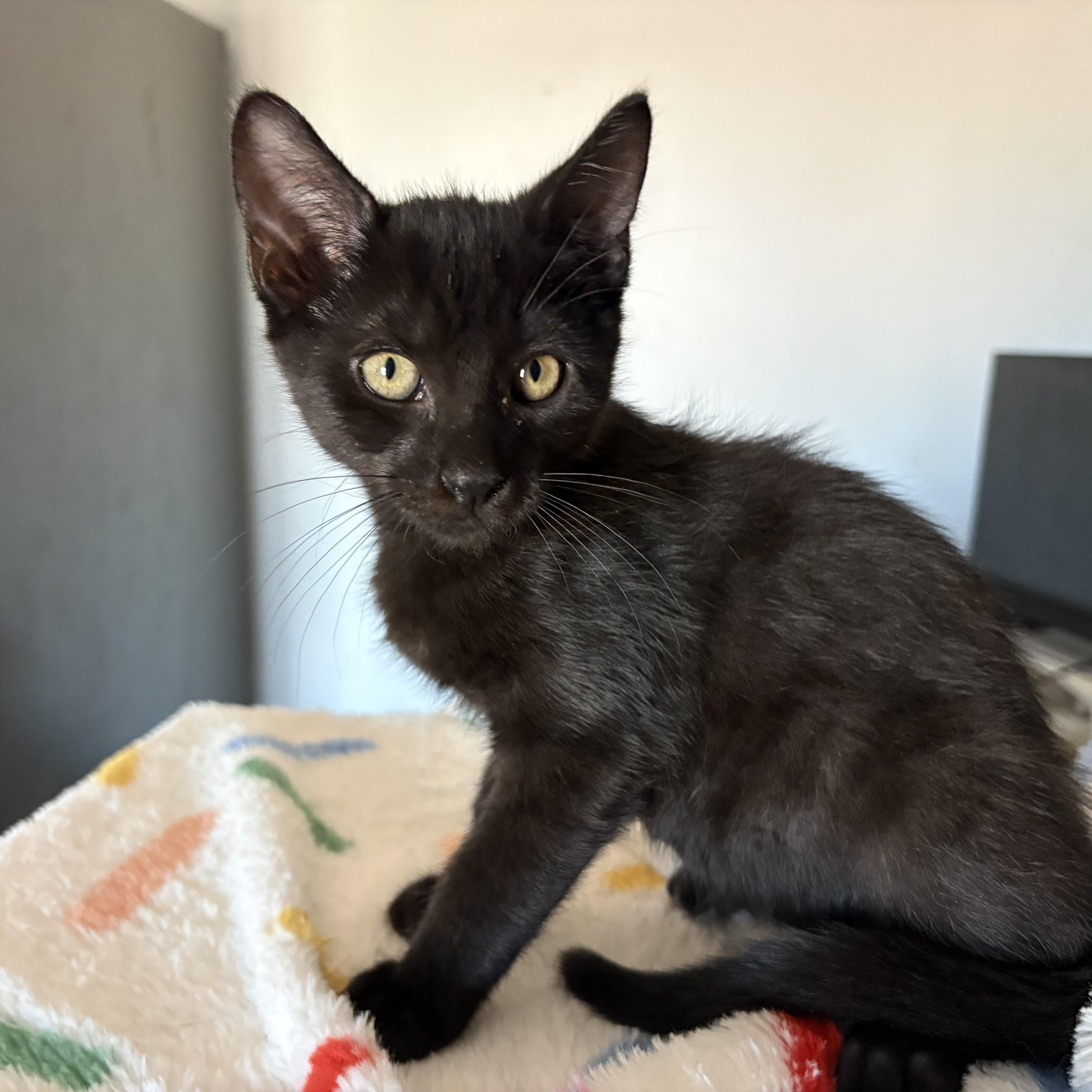 Toasty, an adopted Domestic Short Hair in SCOTTSDALE, AZ image 3/3