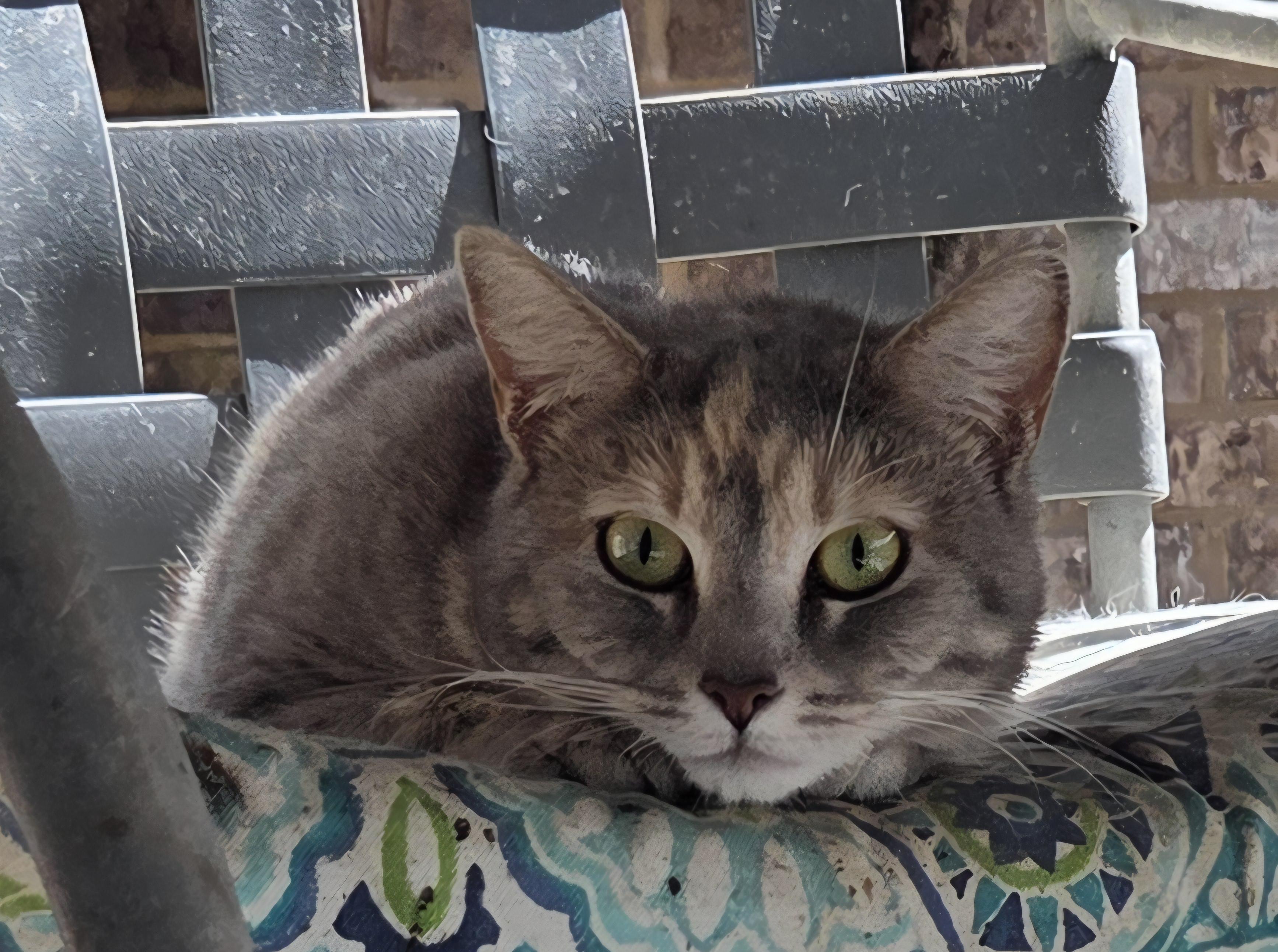 Madame Butterfly, Adoptable, Adult Female Domestic Short Hair & American Bobtail.