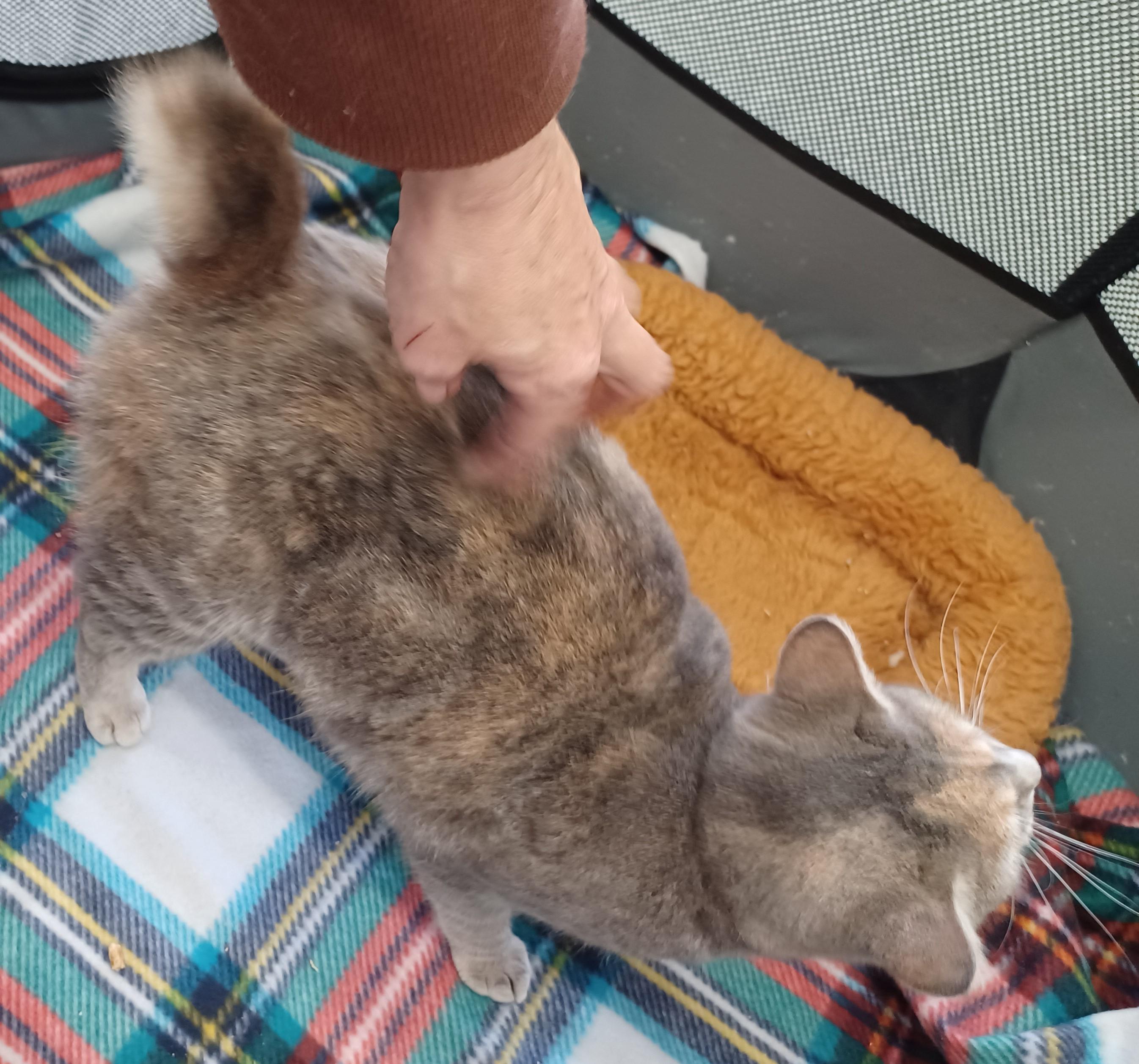 Madame Butterfly, a Adoptable mixed breed in Warner Robins, GA image 2/5