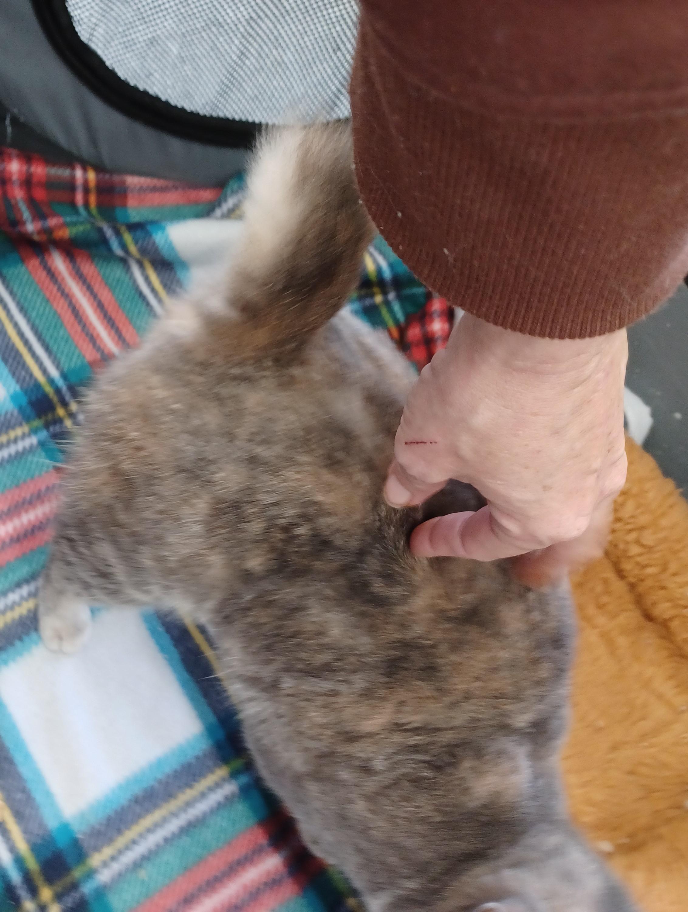 Madame Butterfly, a Adoptable mixed breed in Warner Robins, GA image 3/5