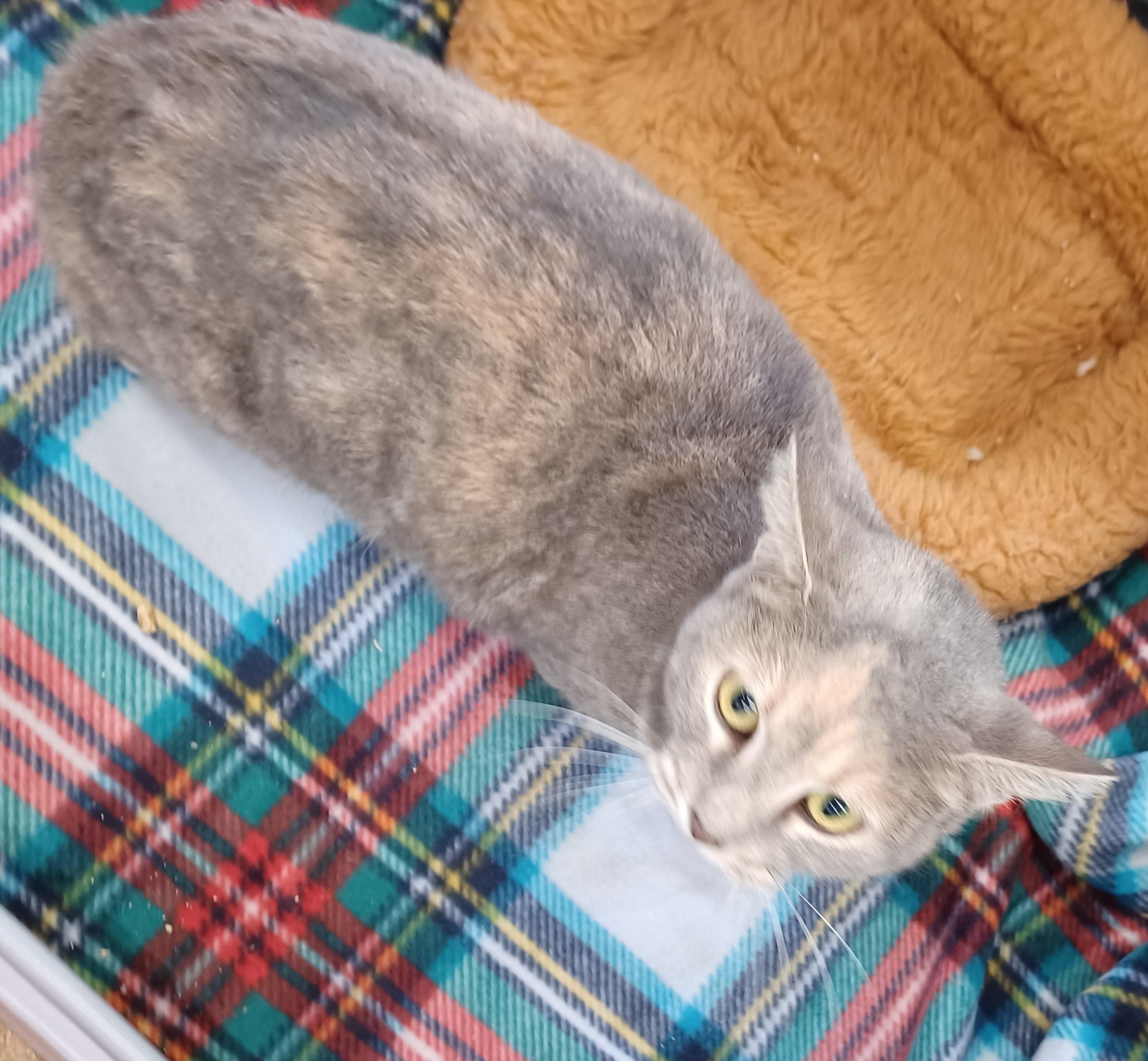 Madame Butterfly, a Adoptable mixed breed in Warner Robins, GA image 4/5