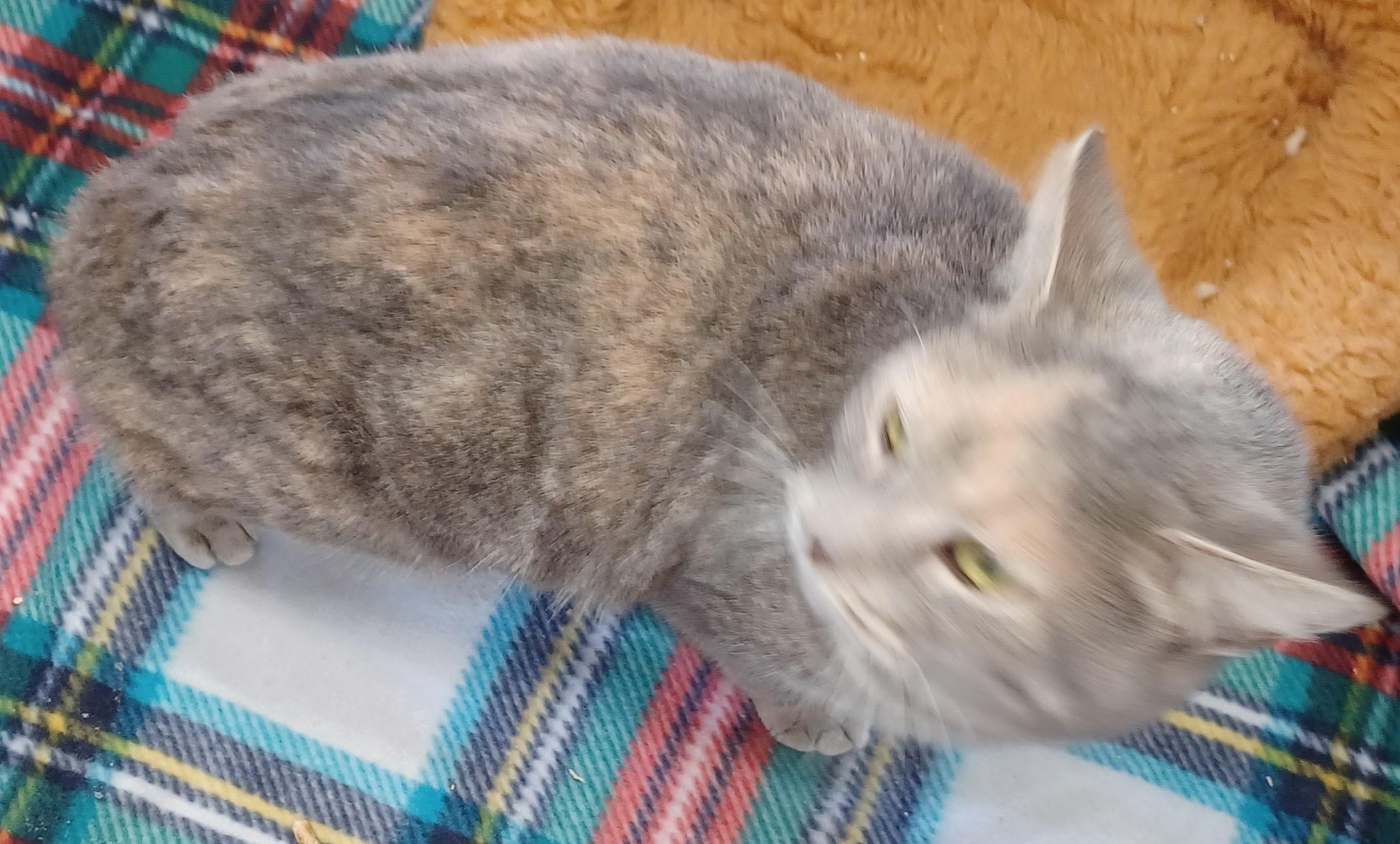 Madame Butterfly, a Adoptable mixed breed in Warner Robins, GA image 5/5