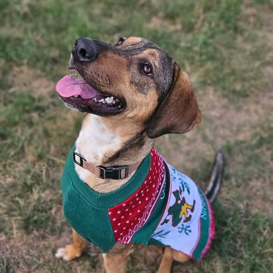 Cookie — thumbnail 4