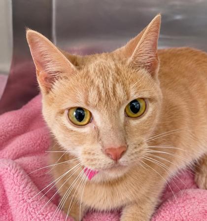 Enlarge Emeline, a Adoptable mixed breed in Mason, MI image 1/2