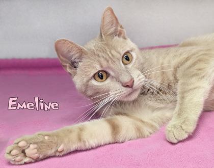 Enlarge Emeline, a Adoptable mixed breed in Mason, MI image 2/2