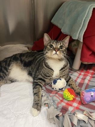 Enlarge Socks, a ADOPTABLE Domestic Short Hair in Missoula, MT image 1/1