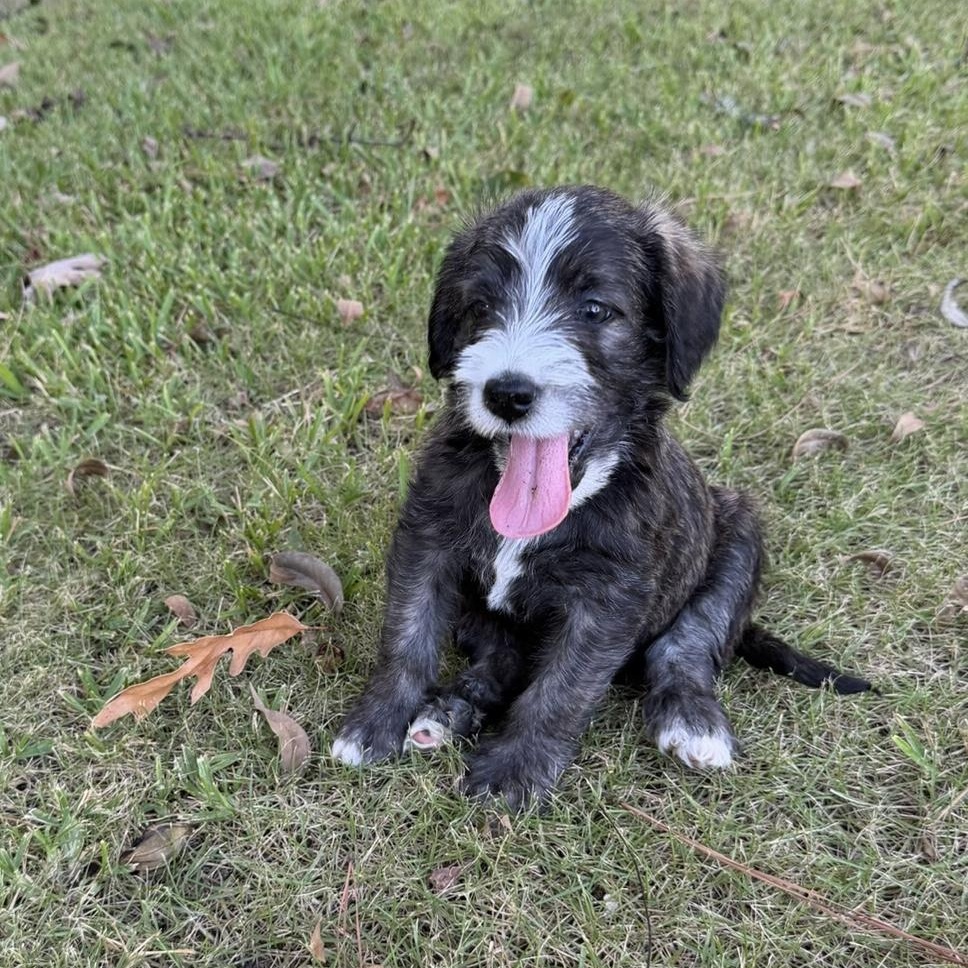 BOSCO-ARKANSAS, a Adoptable mixed breed in Magnolia, AR image 5/6