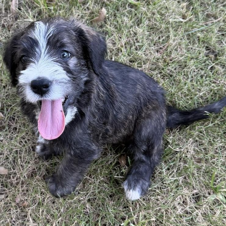 BOSCO-ARKANSAS, a Adoptable mixed breed in Magnolia, AR image 1/6