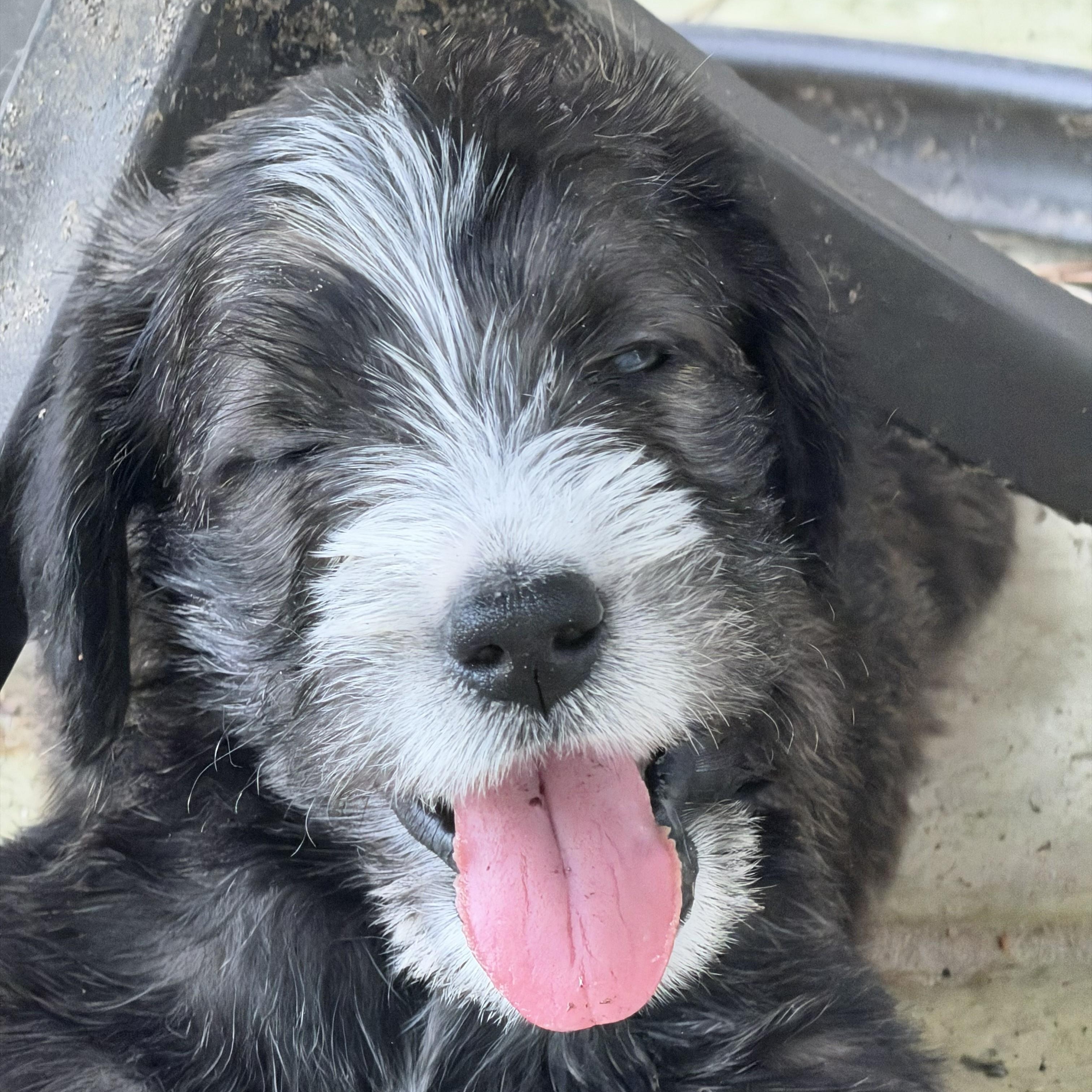 BOSCO-ARKANSAS, a Adoptable mixed breed in Magnolia, AR image 3/6