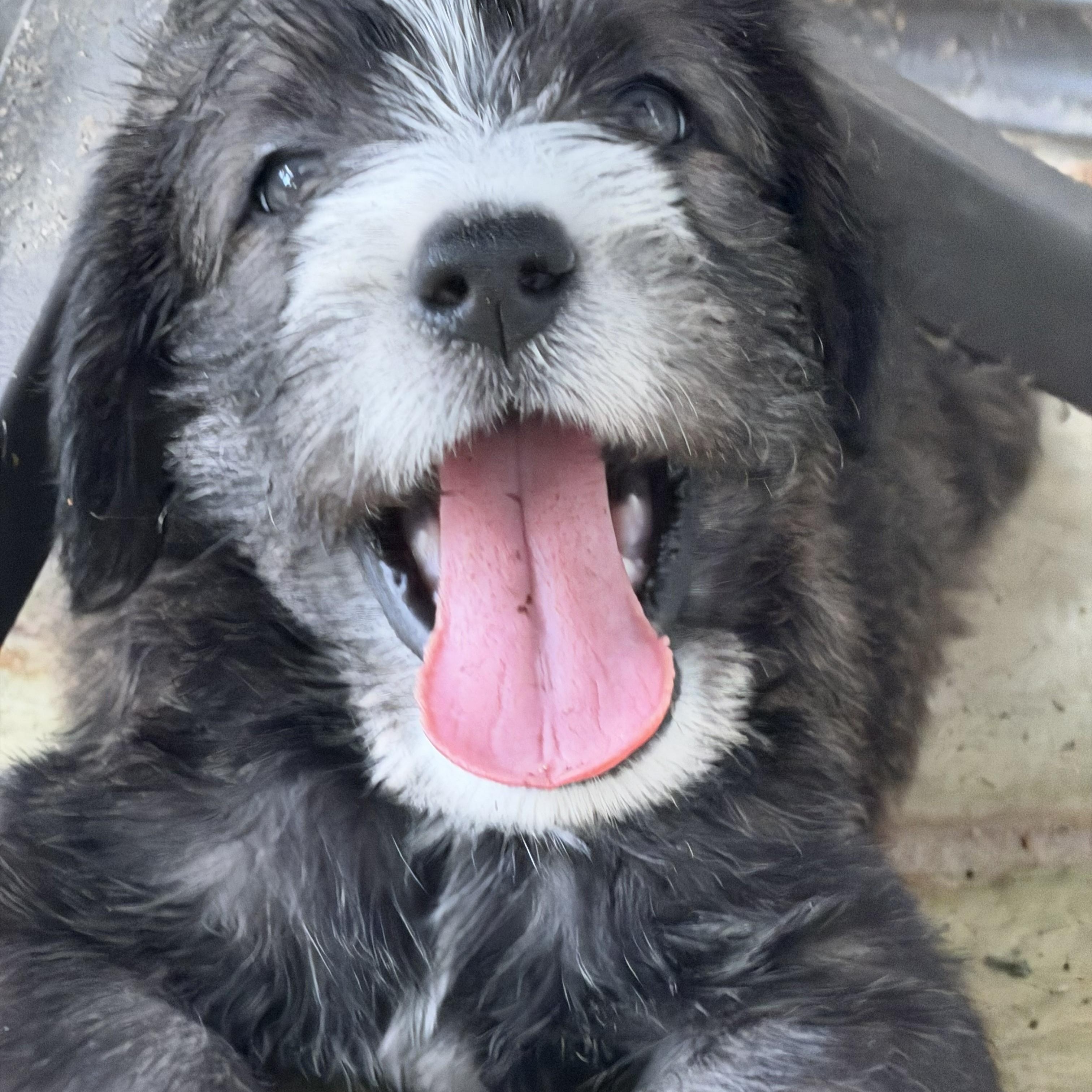 BOSCO-ARKANSAS, a Adoptable mixed breed in Magnolia, AR image 2/6