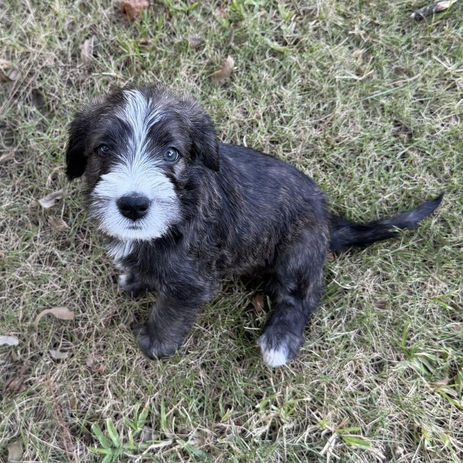 BOSCO-ARKANSAS, a Adoptable mixed breed in Magnolia, AR image 4/6