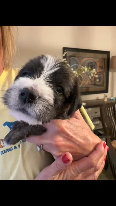 Enlarge BOSCO-ARKANSAS, a Adoptable mixed breed in Magnolia, AR video 6/6