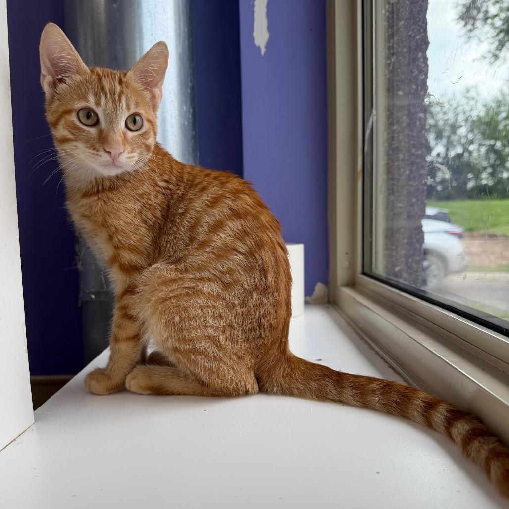Garfield, Adoptable, Kitten Male Domestic Short Hair.