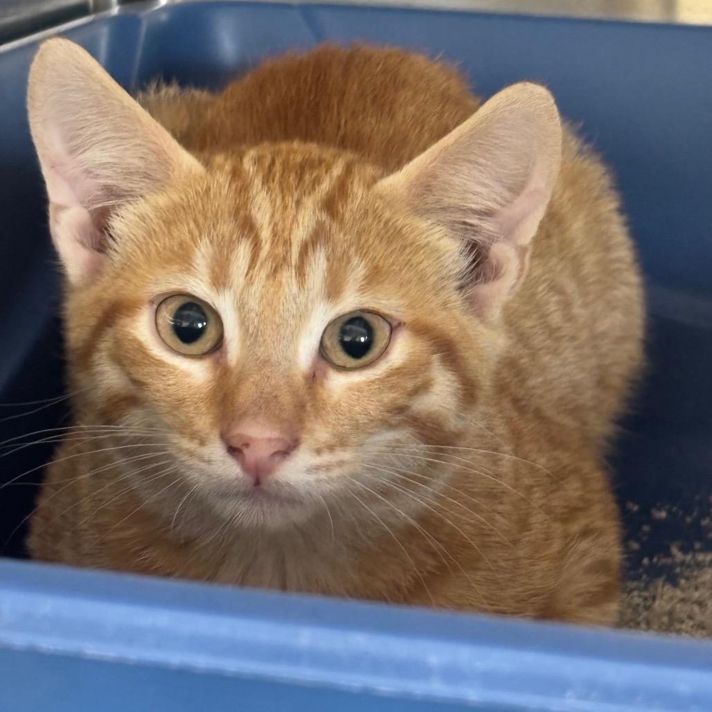 Enlarge Garfield, a Adoptable Domestic Short Hair in Mankato, MN image 2/3