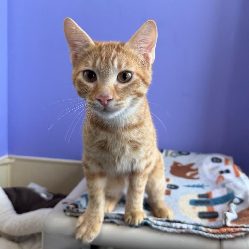 Enlarge Garfield, a Adoptable Domestic Short Hair in Mankato, MN image 3/3