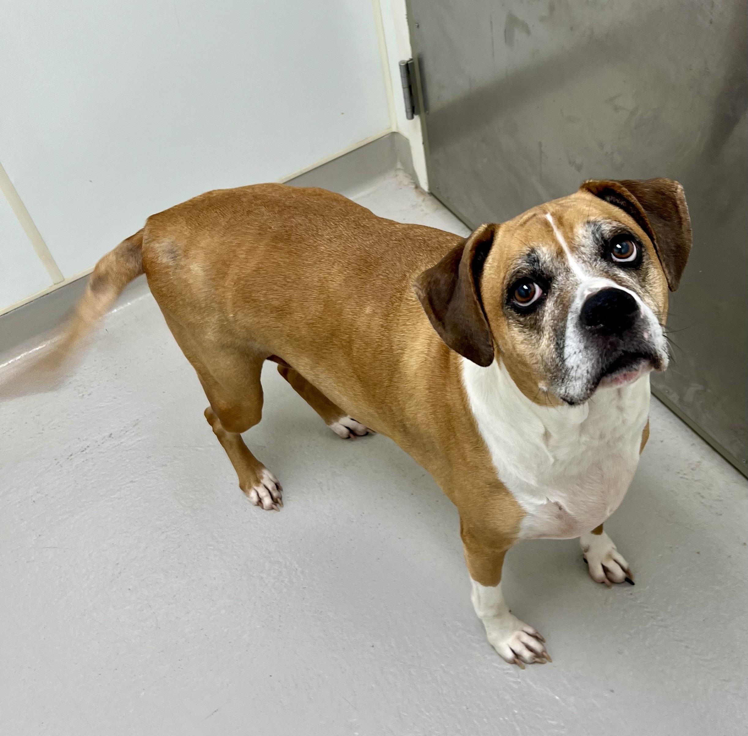 Butterball, a Adoptable mixed breed in Danville, IN image 2/5