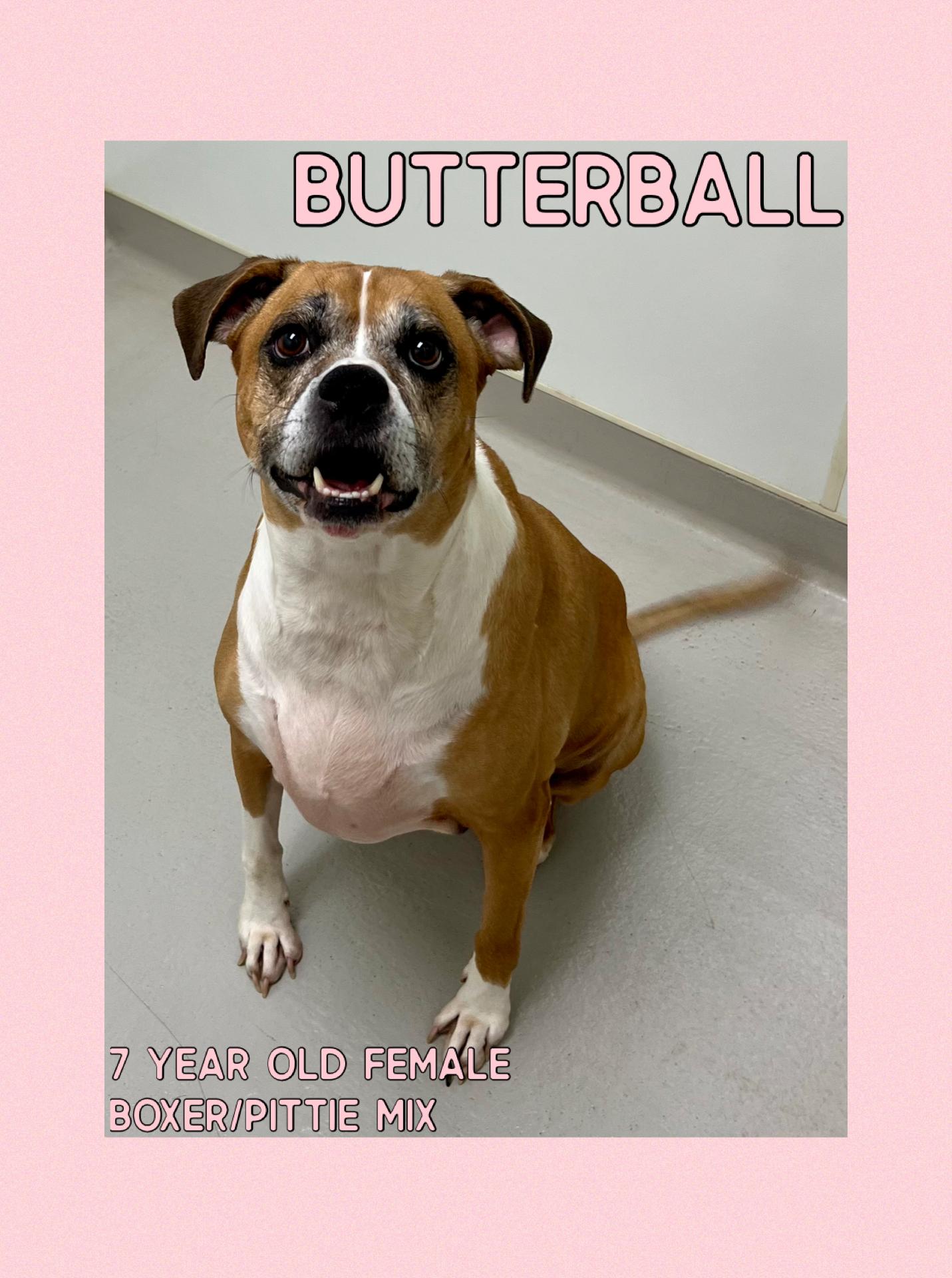 Butterball, a Adoptable mixed breed in Danville, IN image 1/5