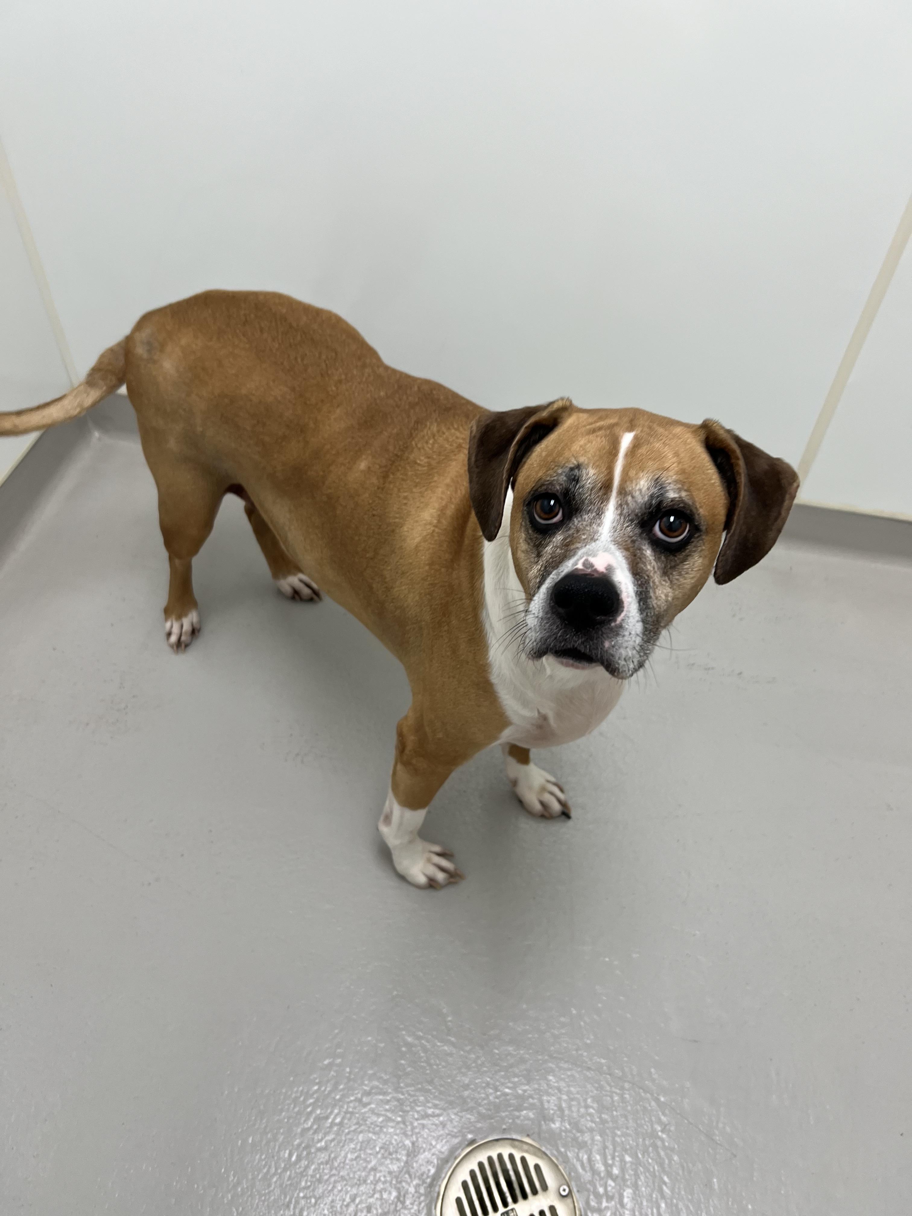 Butterball, a Adoptable mixed breed in Danville, IN image 3/5