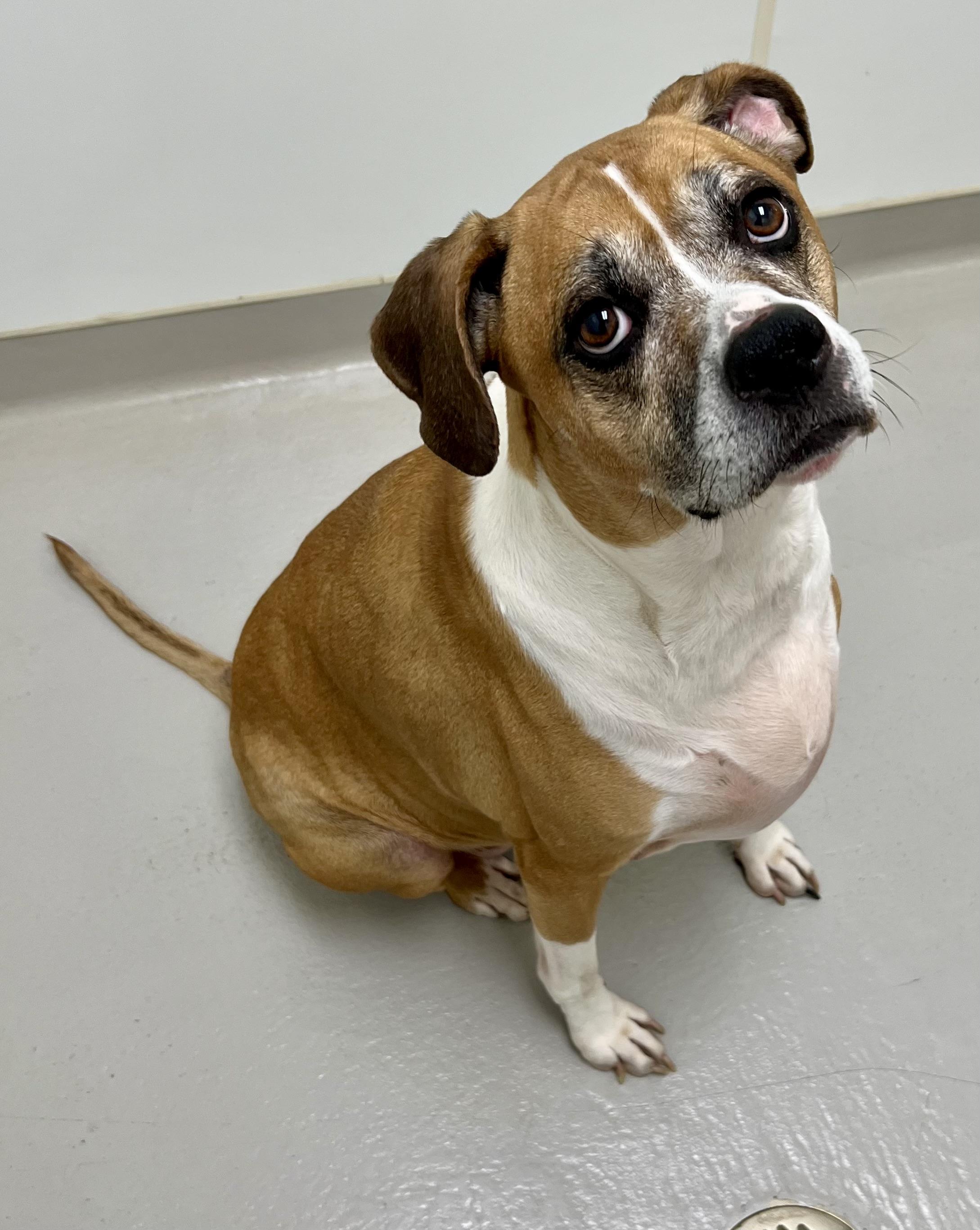 Butterball, a Adoptable mixed breed in Danville, IN image 4/5
