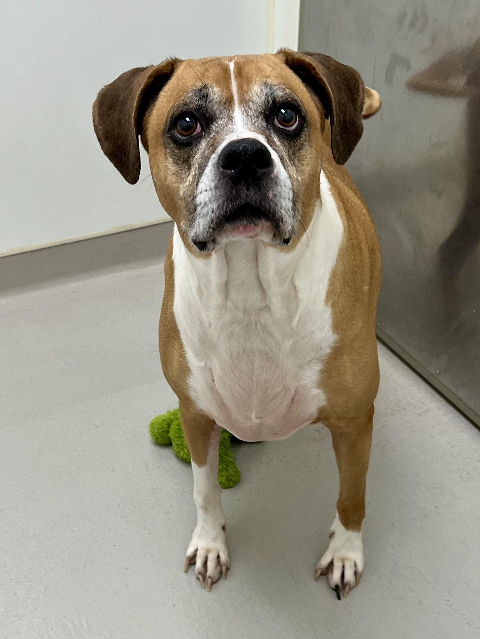 Butterball, a Adoptable mixed breed in Danville, IN image 5/5