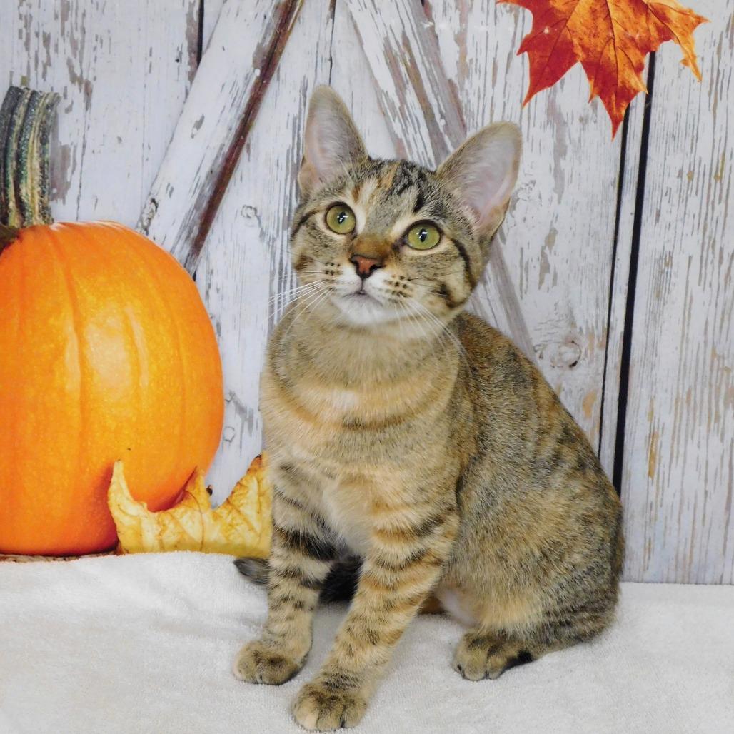 Abby Cadabby, Adoptable, Kitten Female Domestic Short Hair.