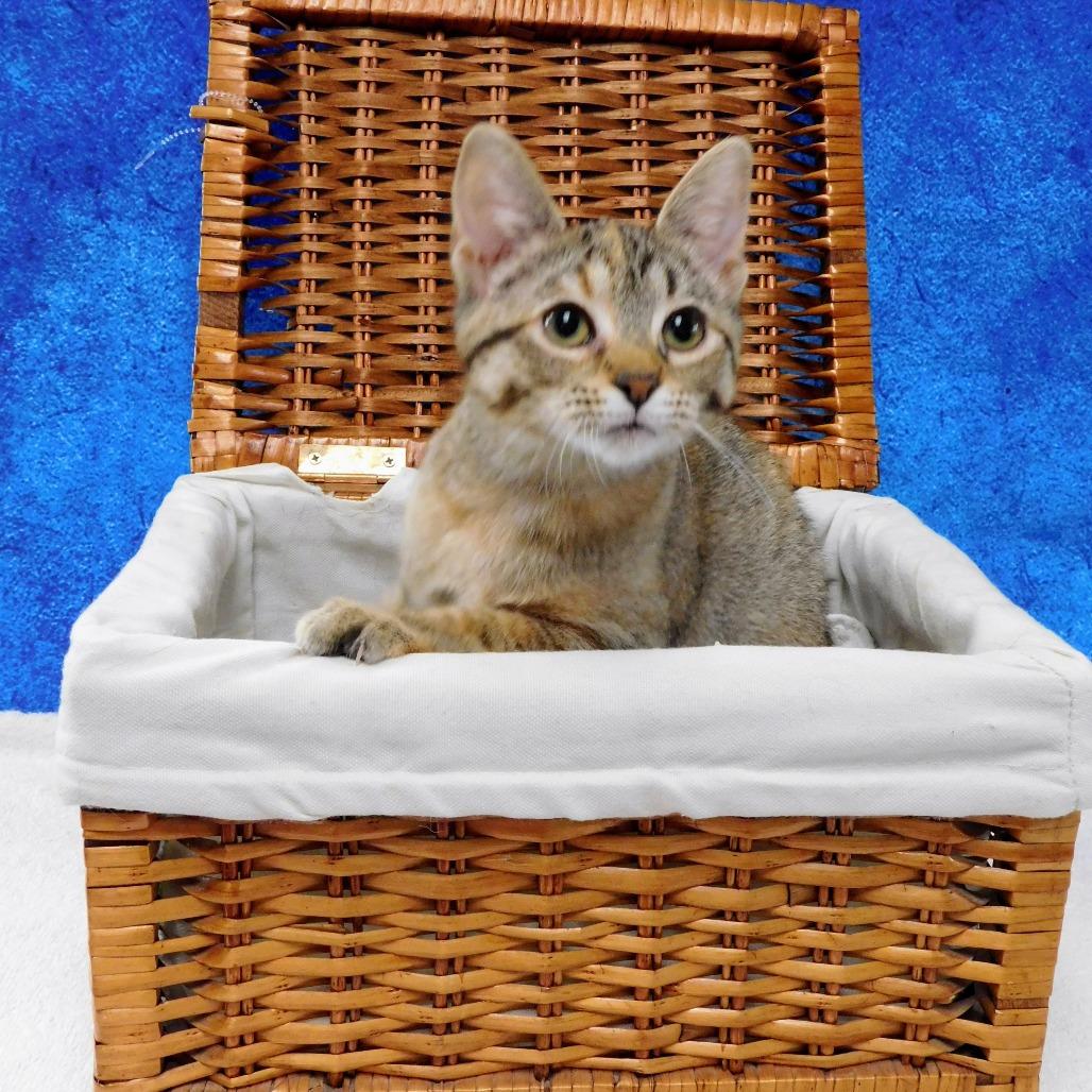 Enlarge Abby Cadabby, a Adoptable Domestic Short Hair in Canton, IL image 2/6