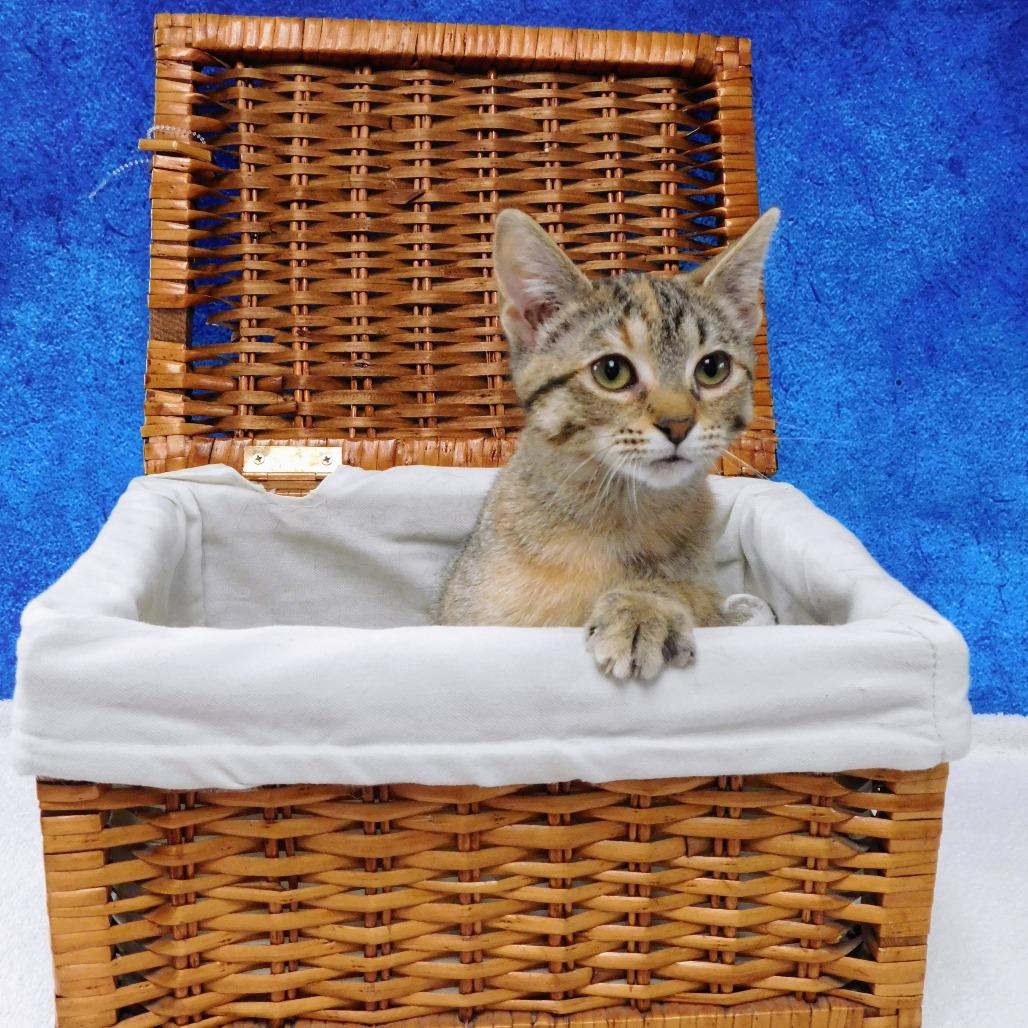 Enlarge Abby Cadabby, a Adoptable Domestic Short Hair in Canton, IL image 3/6
