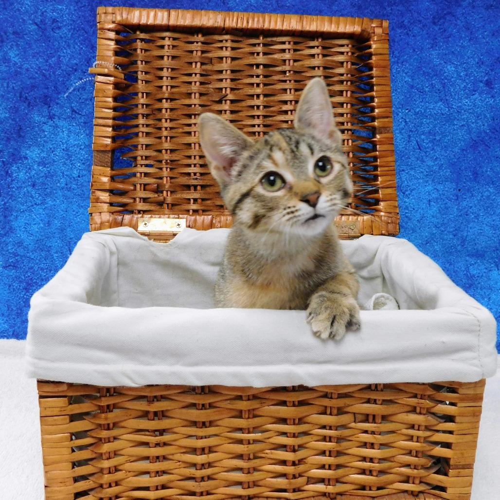 Enlarge Abby Cadabby, a Adoptable Domestic Short Hair in Canton, IL image 4/6