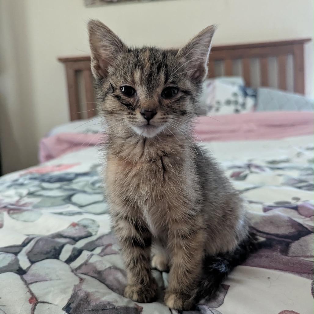Enlarge Abby Cadabby, a Adoptable Domestic Short Hair in Canton, IL image 5/6