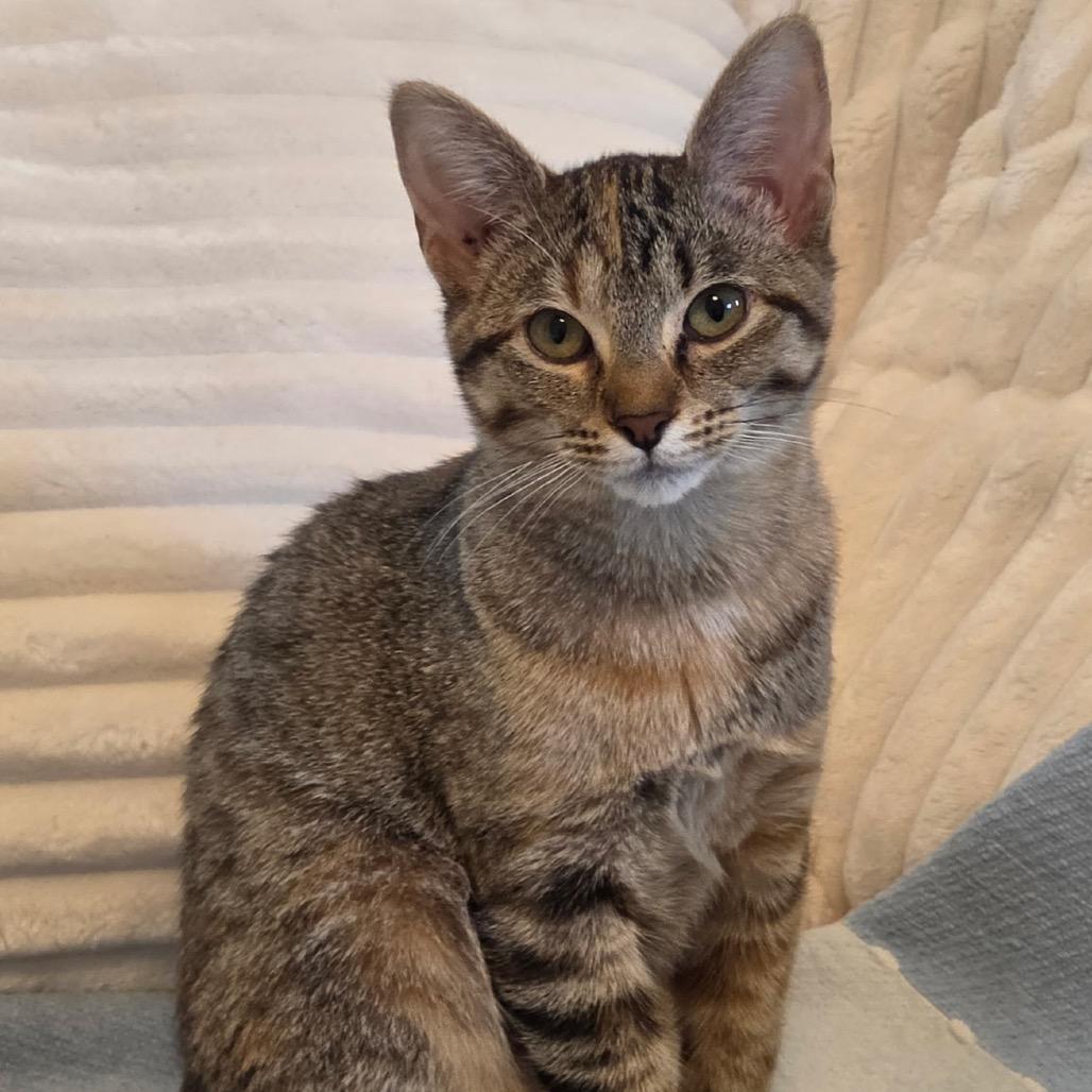 Enlarge Abby Cadabby, a Adoptable Domestic Short Hair in Canton, IL image 6/6