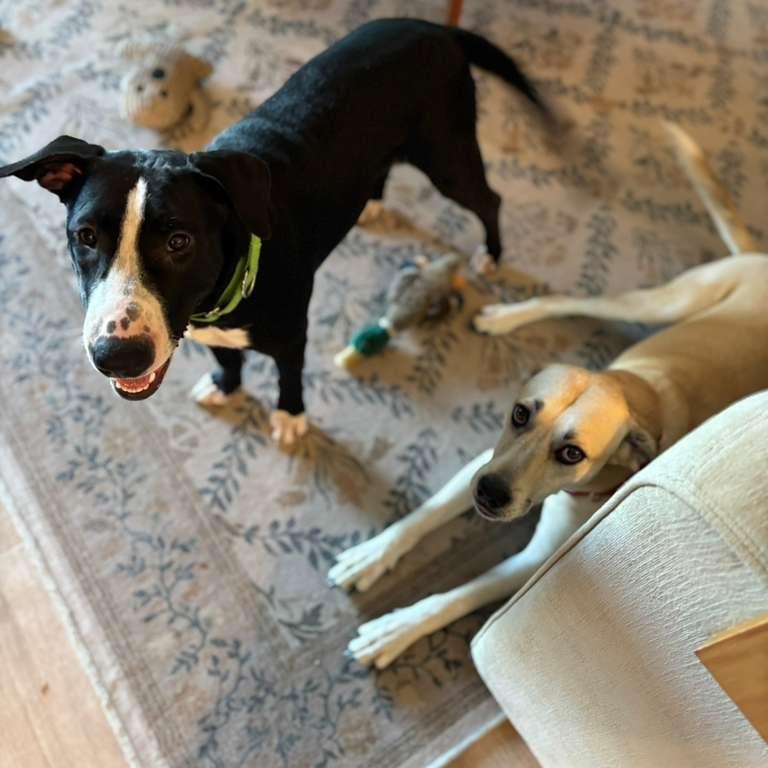 Enlarge Feye, a Adoptable mixed breed in Cranston , RI image 5/6