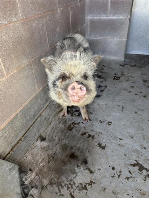 A210422, Adoptable, Adult Female Pig.