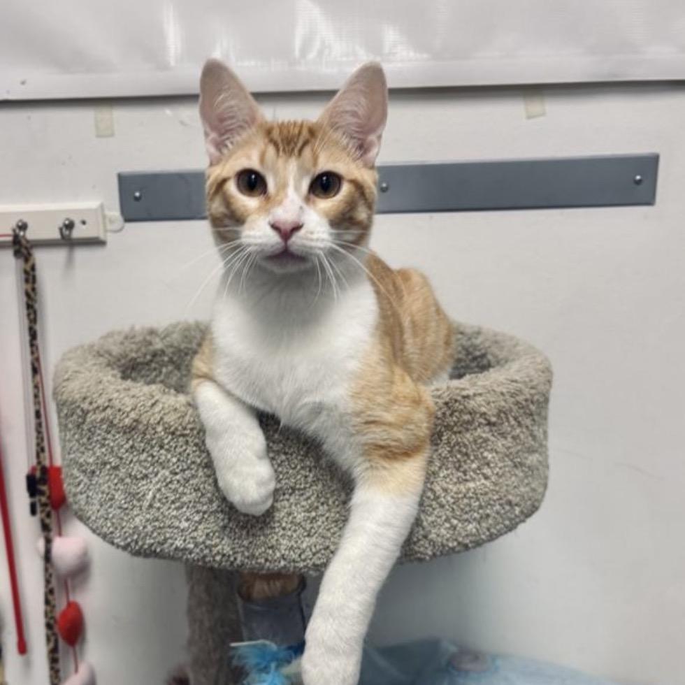 Enlarge Mason, a Adoptable Domestic Short Hair in Houston, TX image 2/5