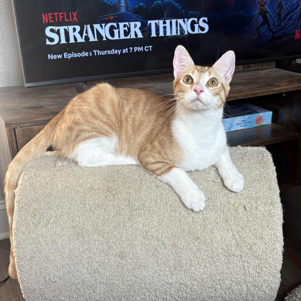 Enlarge Mason, a Adoptable Domestic Short Hair in Houston, TX image 5/5