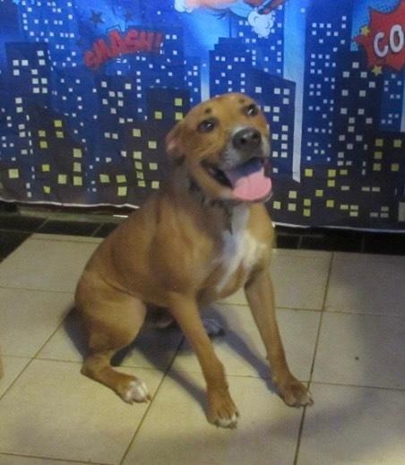 Prince, Adoptable, Adult Male Boxer.