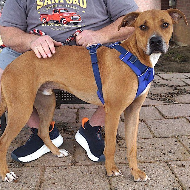 Enlarge Prince, a Adoptable mixed breed in Carrollton, TX image 2/2