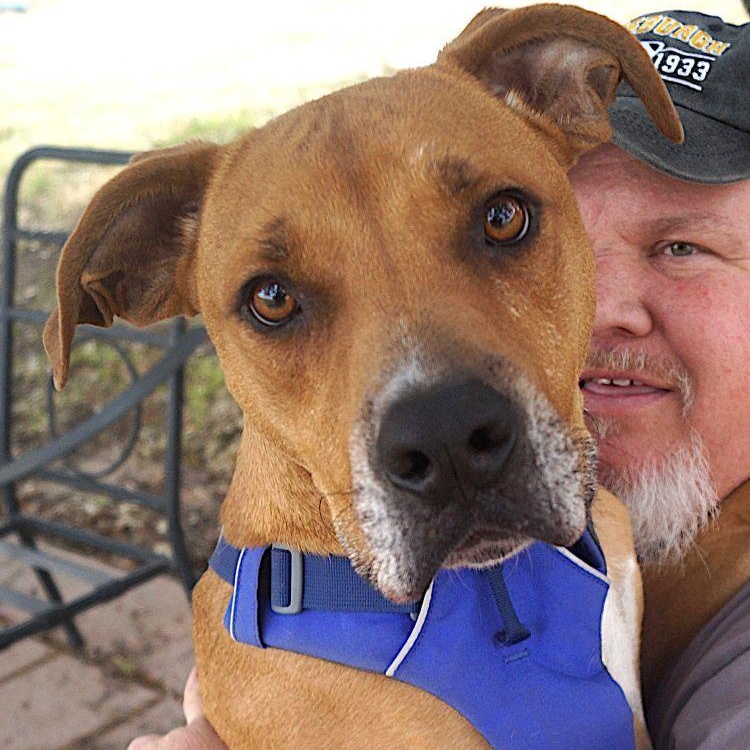 Prince, Adoptable, Adult Male Boxer.