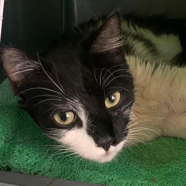 Pippin, a Adoptable Domestic Short Hair in Fishkill, NY image 2/2